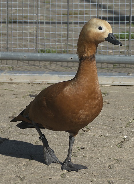 与四届世锦